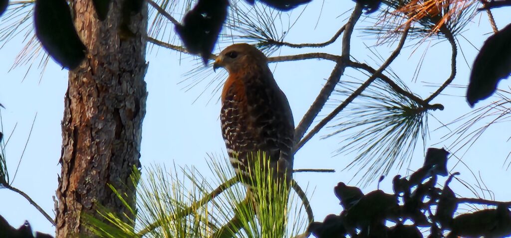 Red Shouldered Hawk Saint Augustine Florida