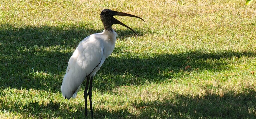 Wood Stork Saint Augustine, Florida